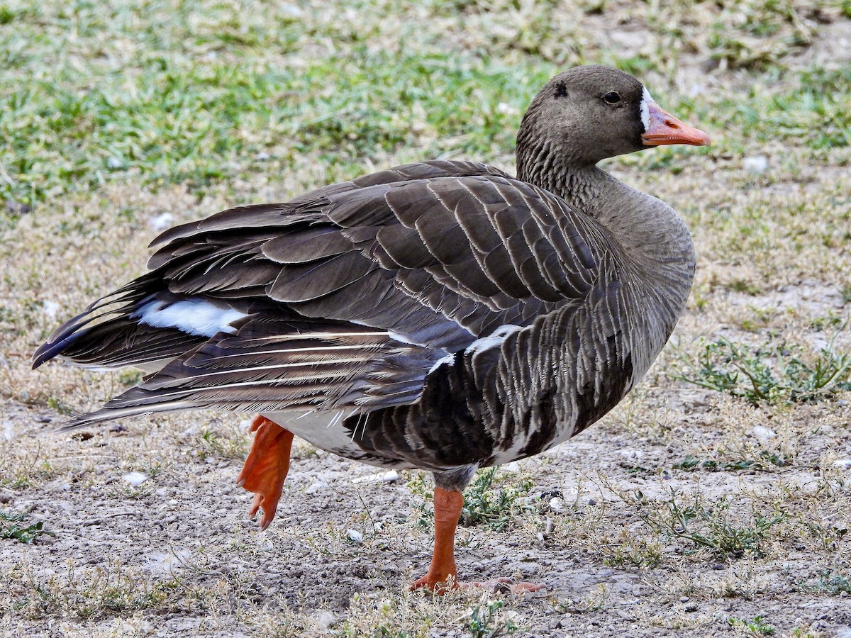Greater White-fronted Goose (Western) - ML617551110