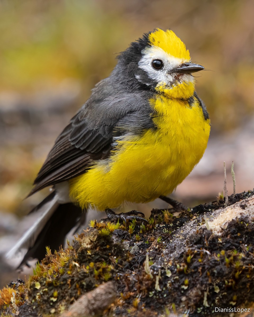 Golden-fronted Redstart (Yellow-fronted) - Diana López G