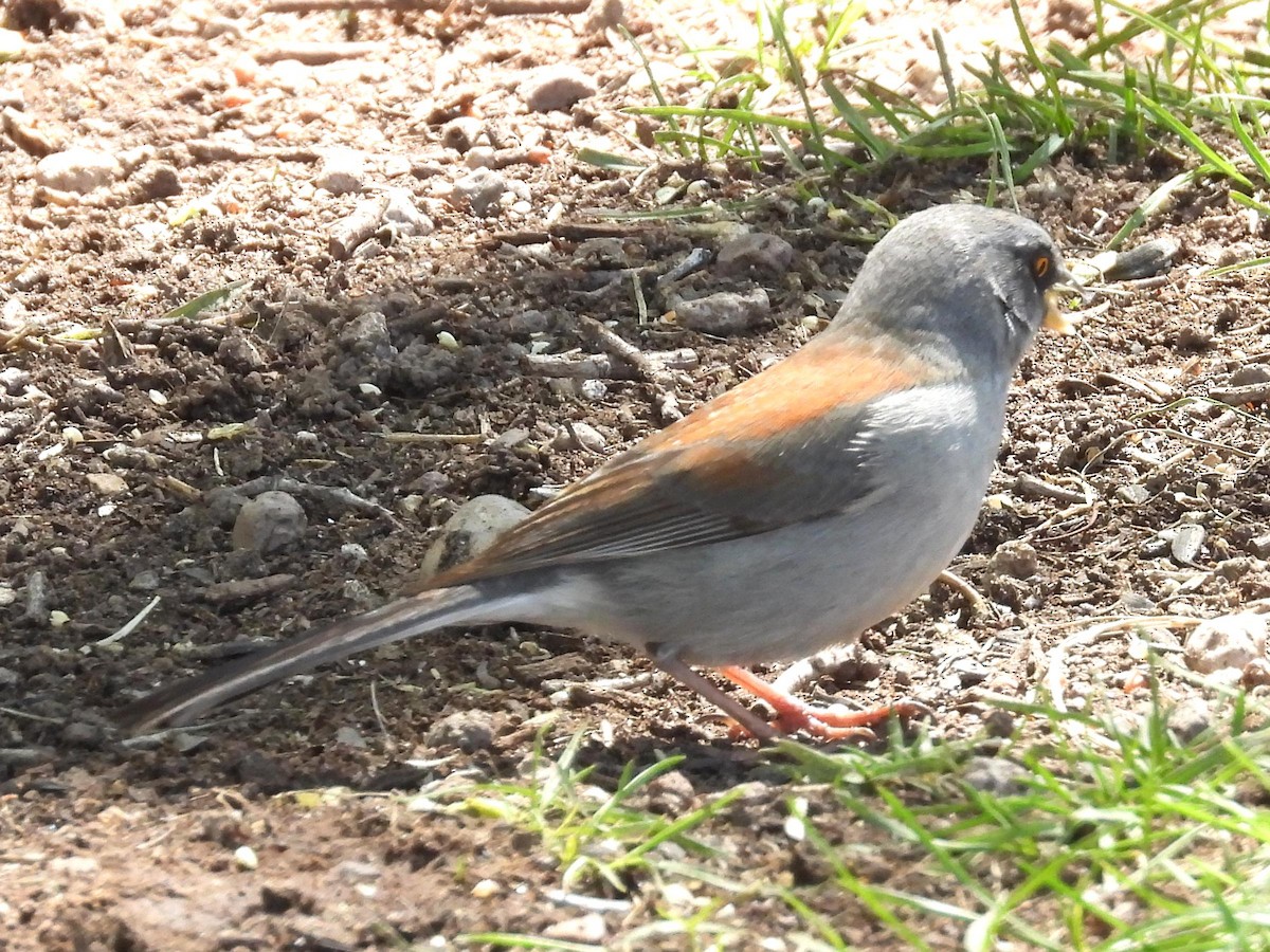 Yellow-eyed Junco - Ted Hogg