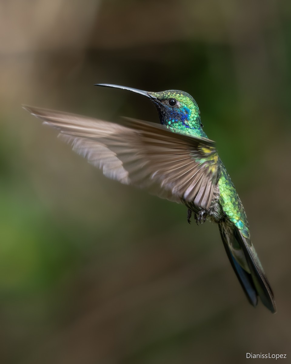 kolibřík modrolící - ML617551152