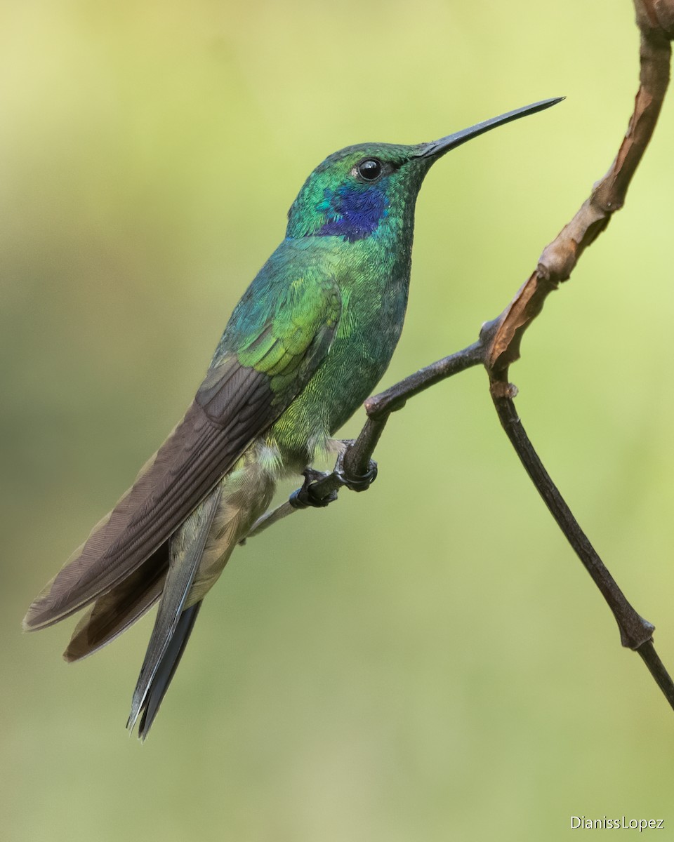 kolibřík modrouchý - ML617551196