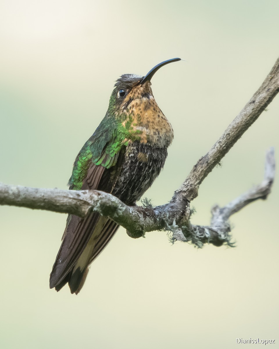 kolibřík aksamitový - ML617551207