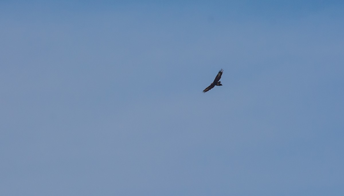 Wedge-tailed Eagle - ML617551226