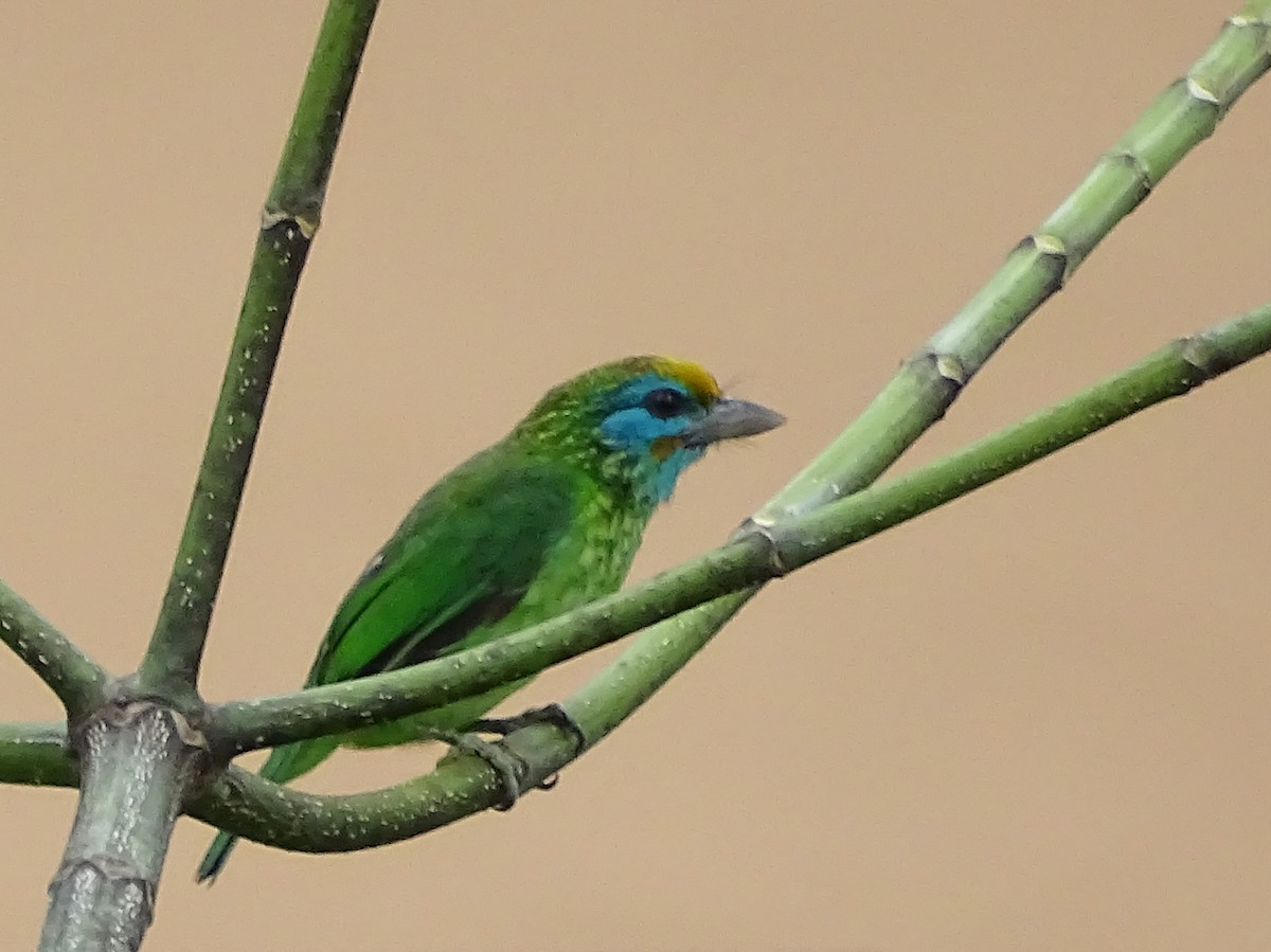 Yellow-fronted Barbet - ML617551248