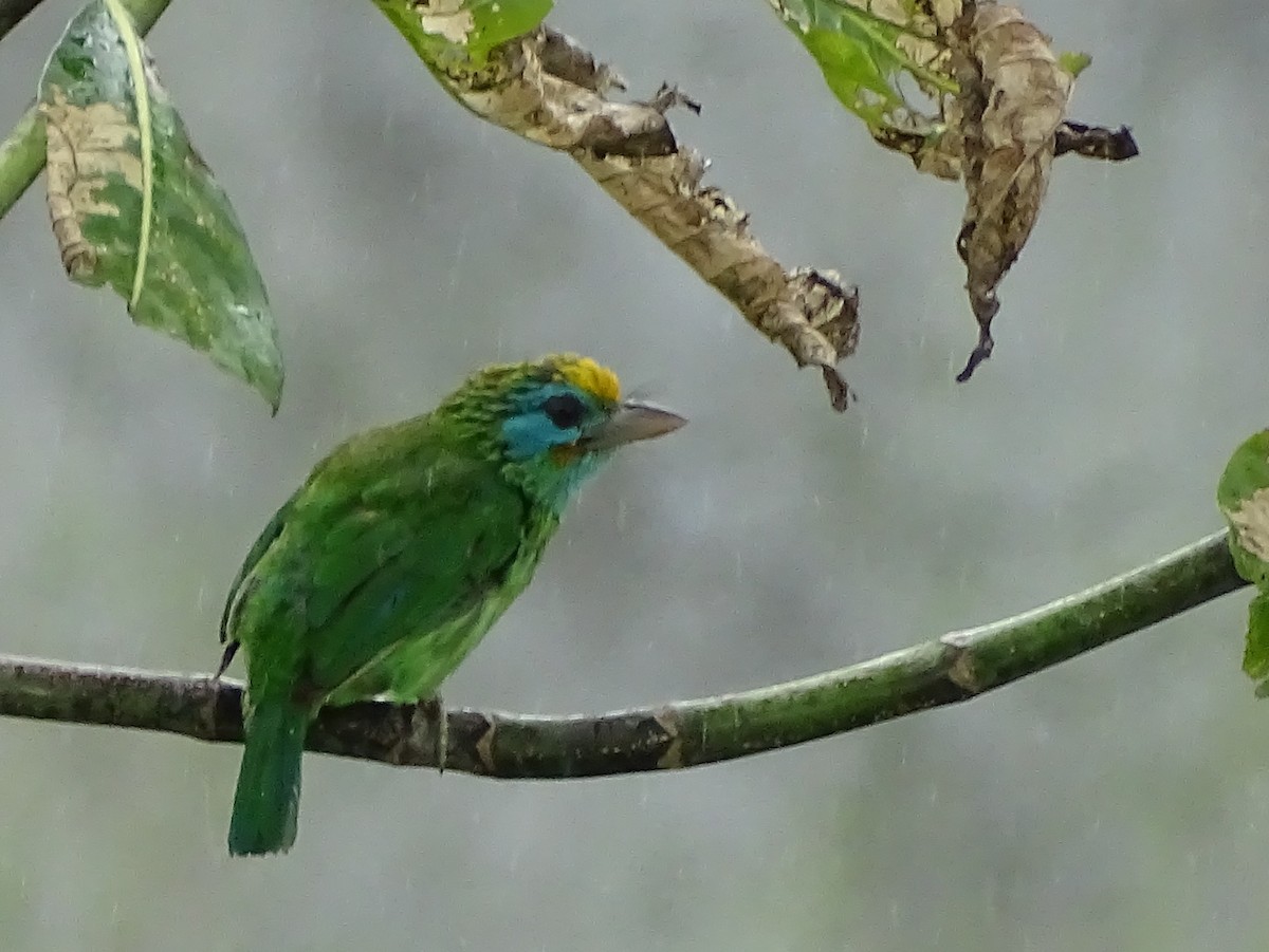 Yellow-fronted Barbet - ML617551249