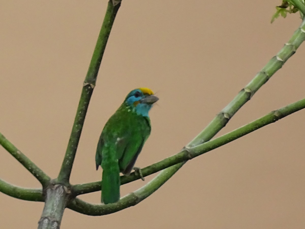 Yellow-fronted Barbet - ML617551250