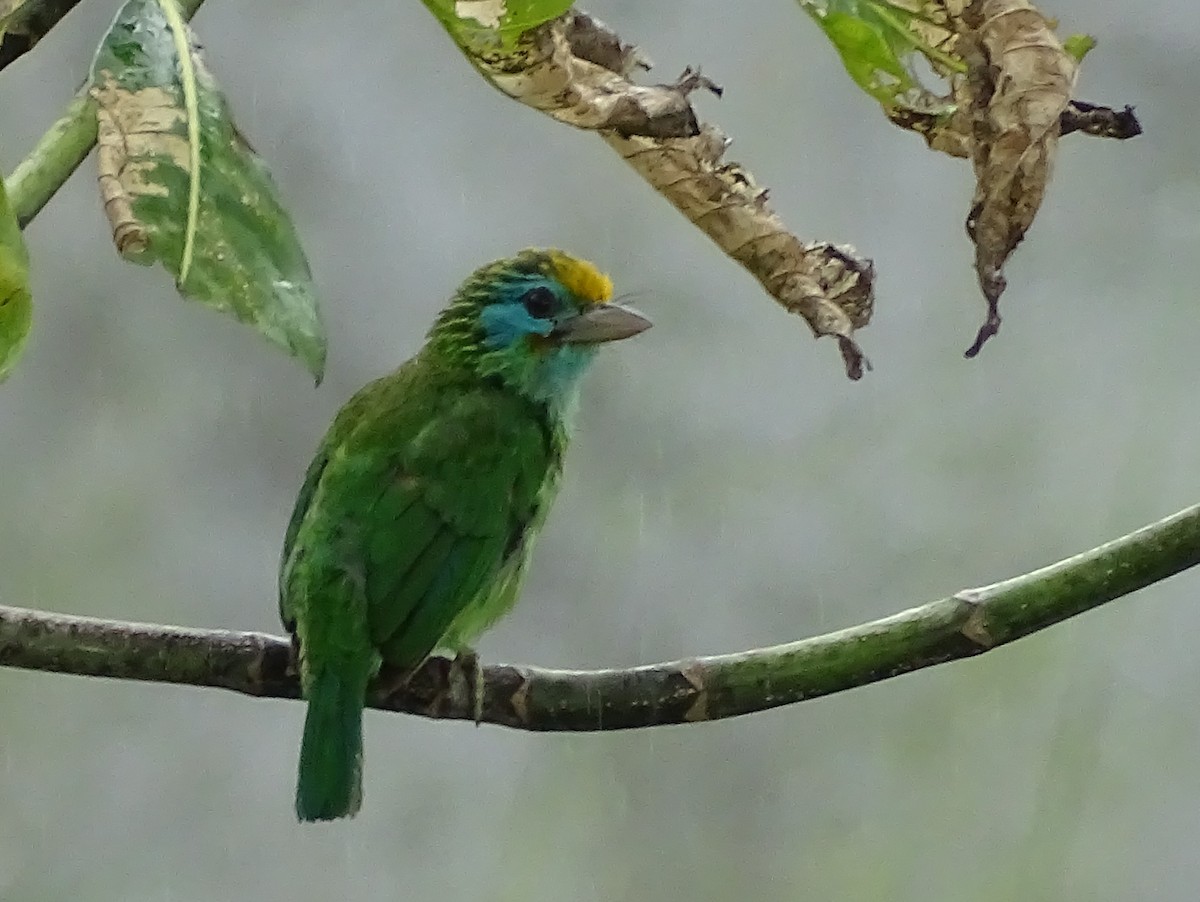 Yellow-fronted Barbet - ML617551253