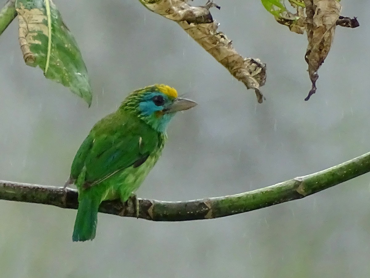 Yellow-fronted Barbet - ML617551254