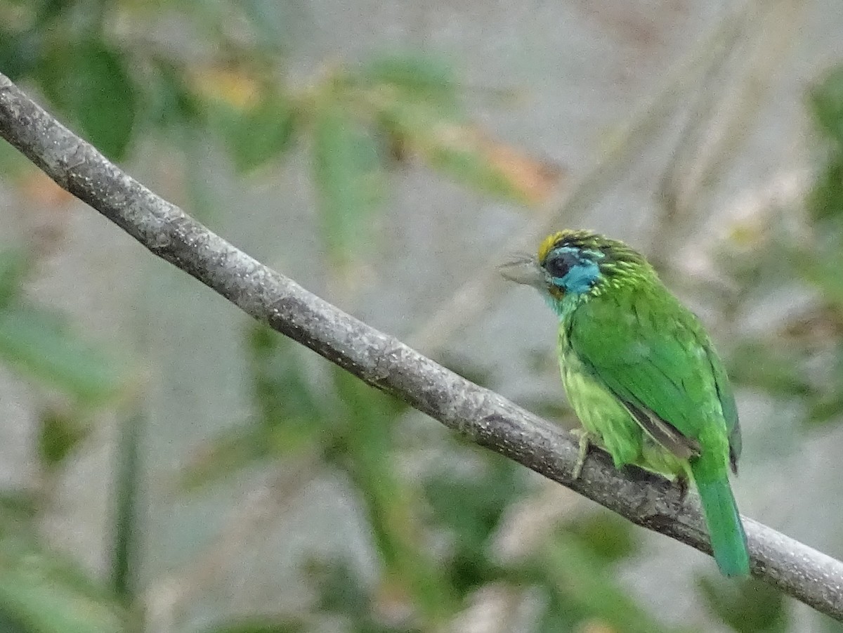 Yellow-fronted Barbet - ML617551255