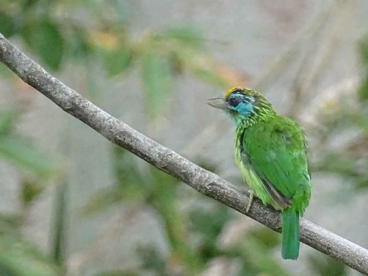 Yellow-fronted Barbet - ML617551256