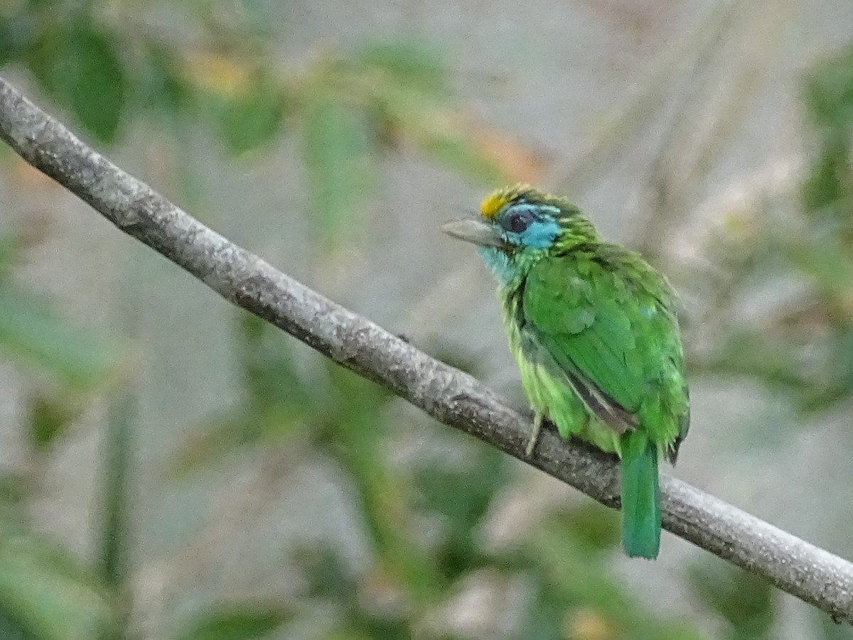 Yellow-fronted Barbet - ML617551257