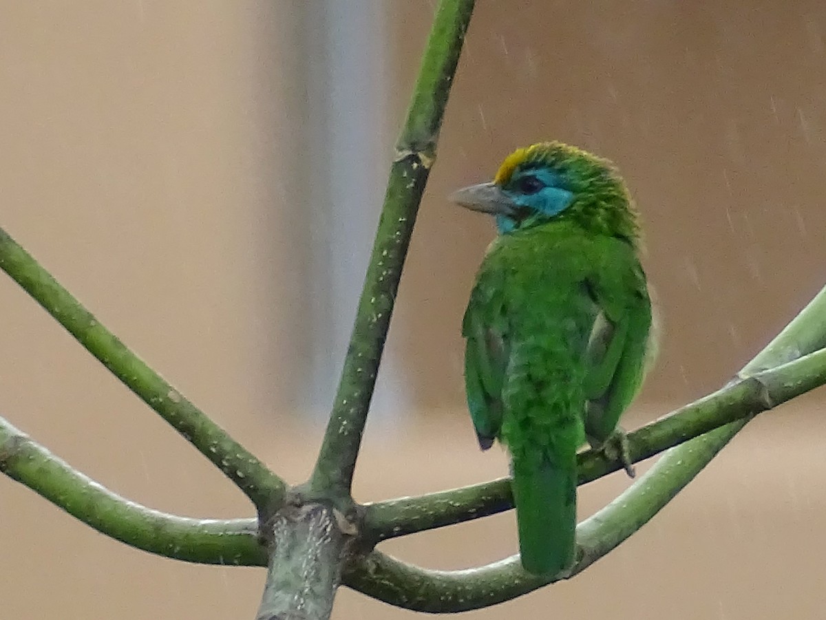 Yellow-fronted Barbet - ML617551258