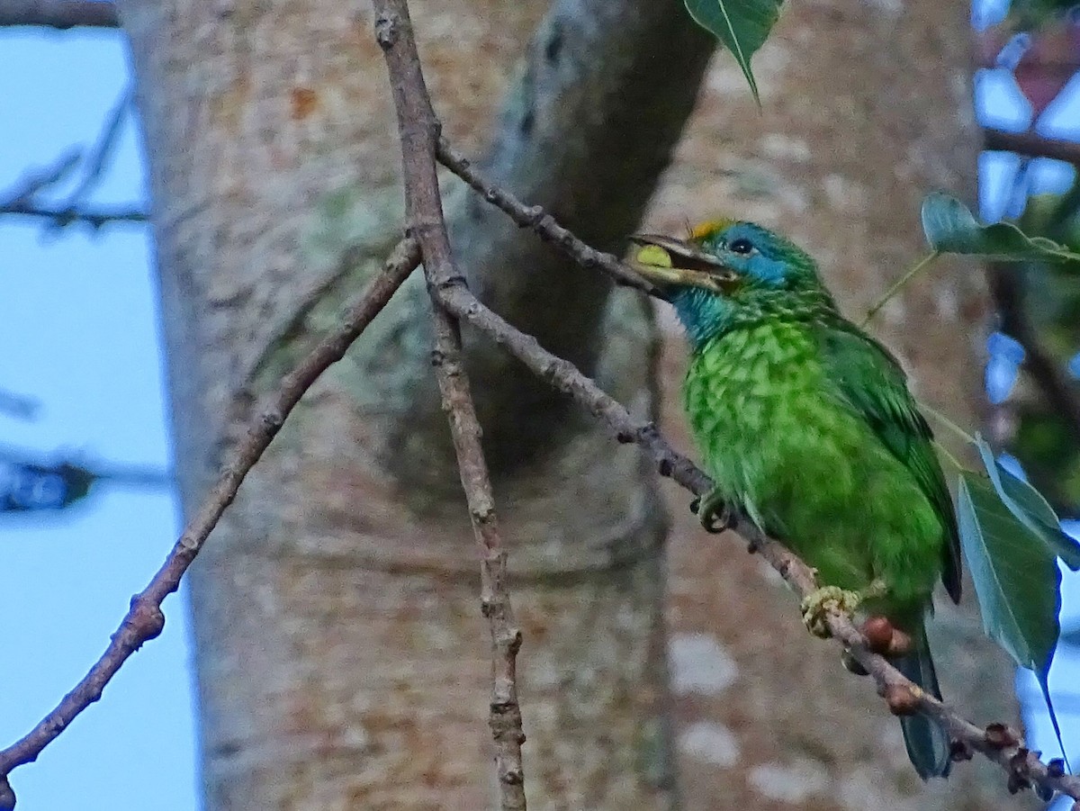 Yellow-fronted Barbet - ML617551259
