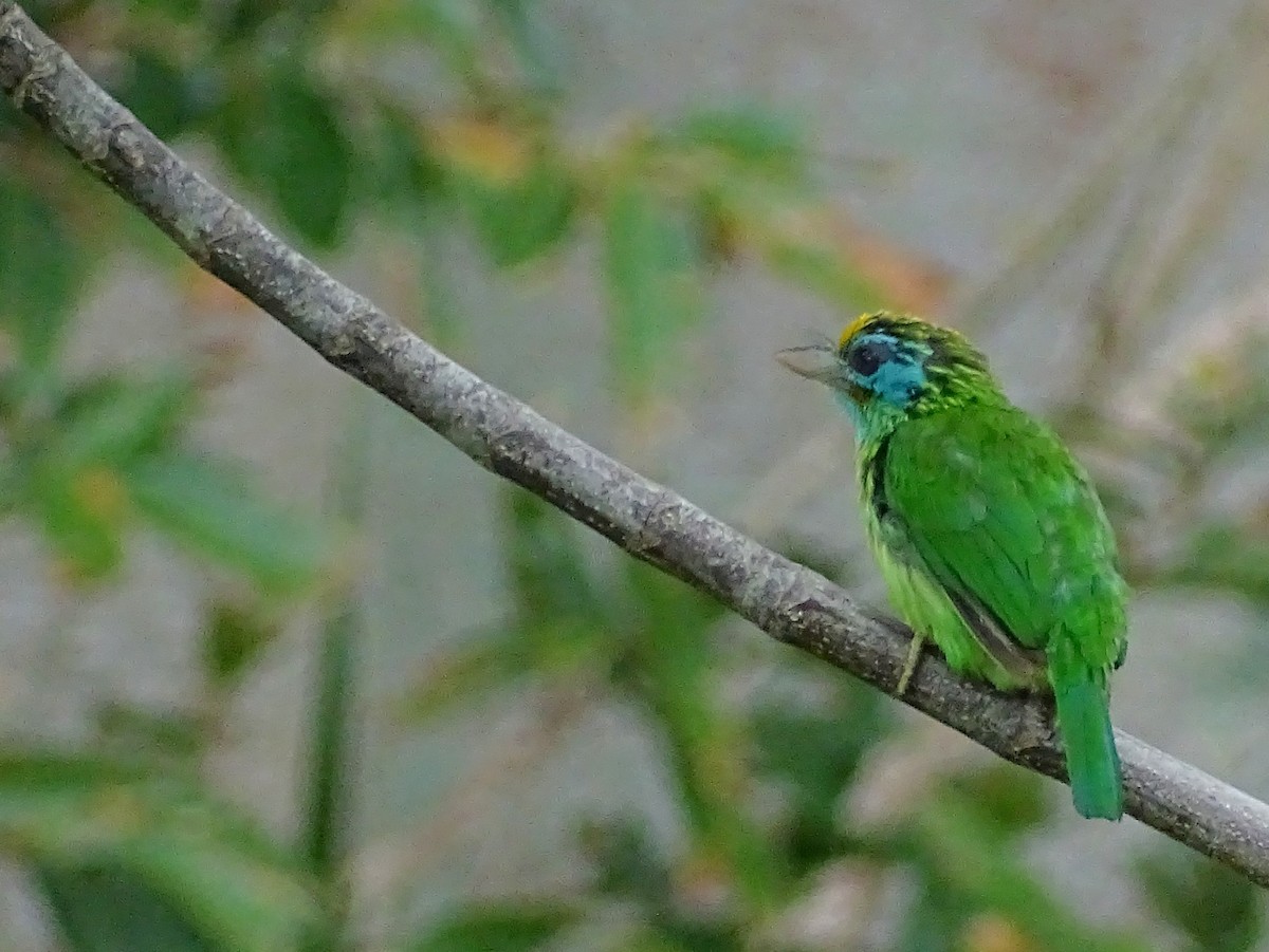 Yellow-fronted Barbet - ML617551260