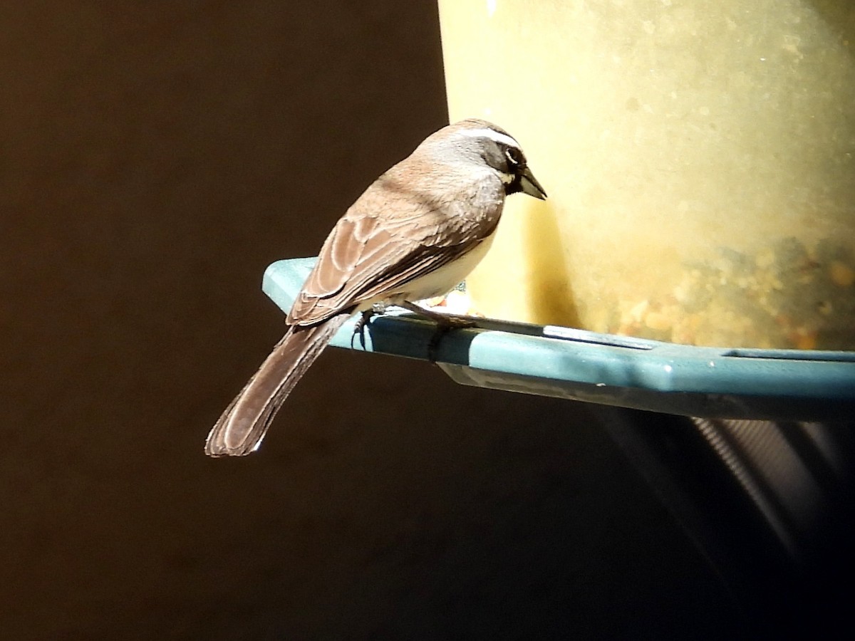 Black-throated Sparrow - Ted Hogg