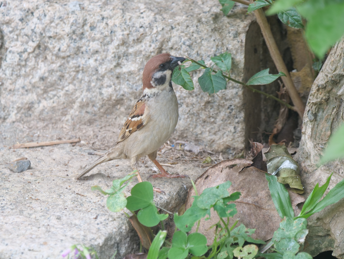 Eurasian Tree Sparrow - ML617551269