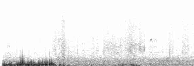 svartkronestylteløper - ML617551344