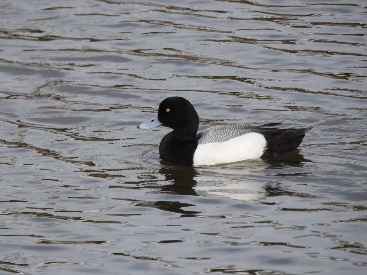 Greater Scaup - ML617551443