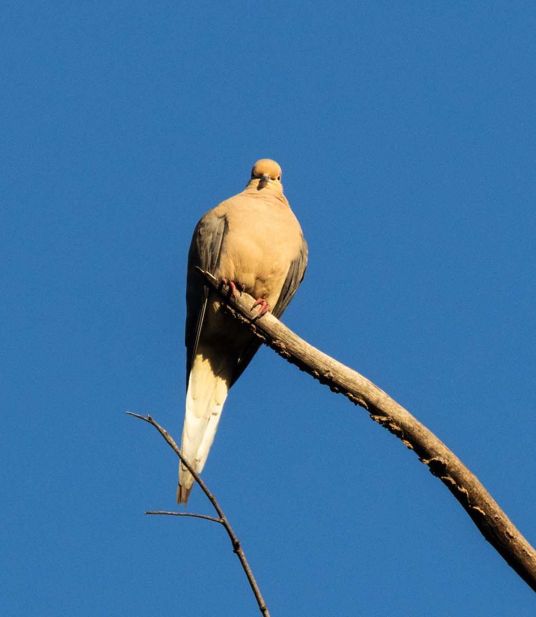 Mourning Dove - Timothy Aarons
