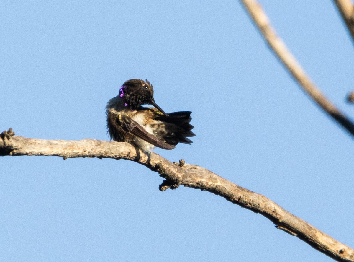 Black-chinned Hummingbird - Timothy Aarons