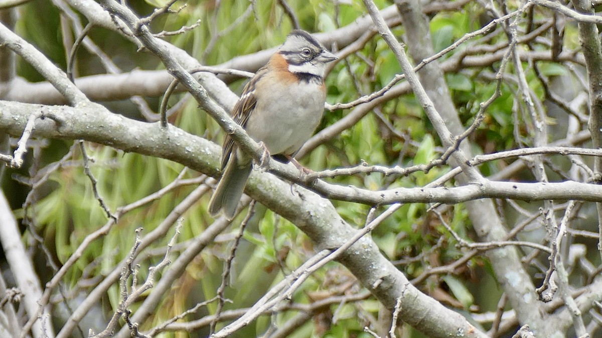 Rufous-collared Sparrow - Quentin Brown