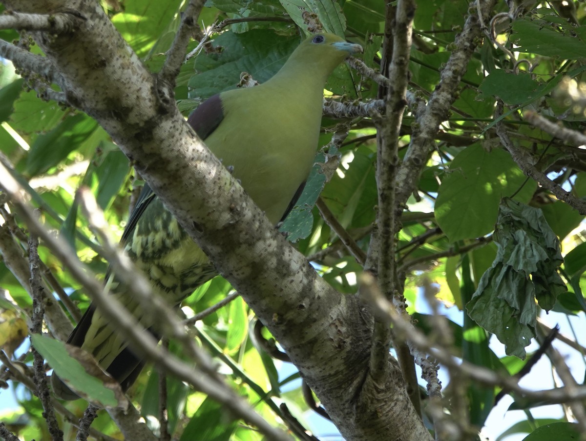 Whistling Green-Pigeon - ML617551530