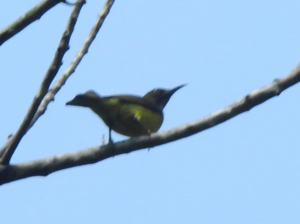 Brown-throated Sunbird - YM Liew