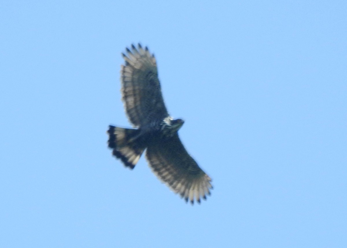 Blyth's Hawk-Eagle - YM Liew