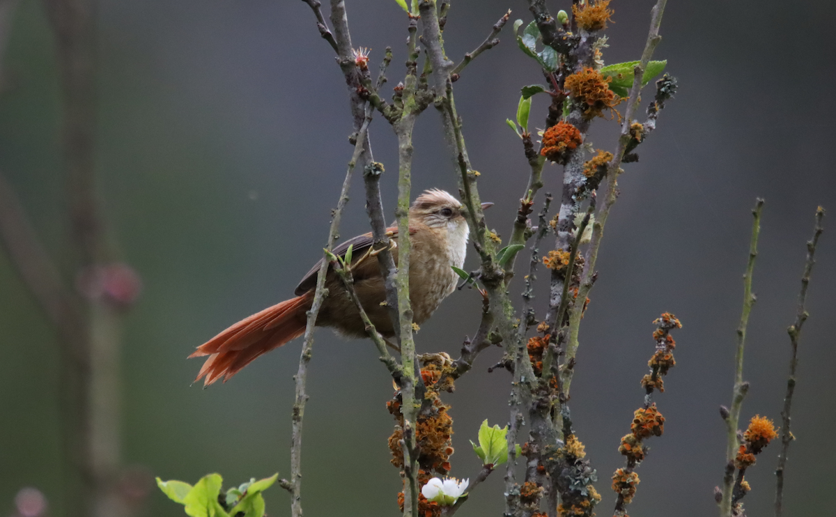 Creamy-crested Spinetail - ML617551702