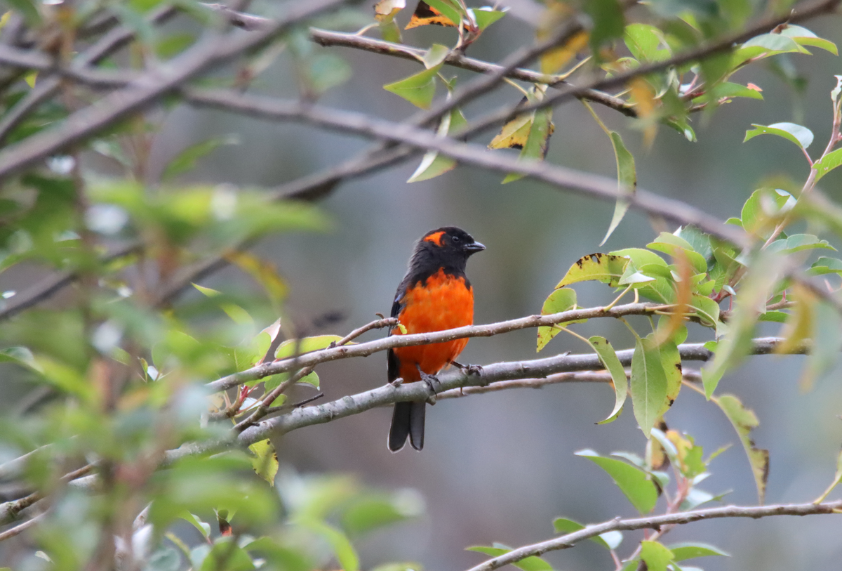 Scarlet-bellied Mountain Tanager - Vilma Taipe Laura