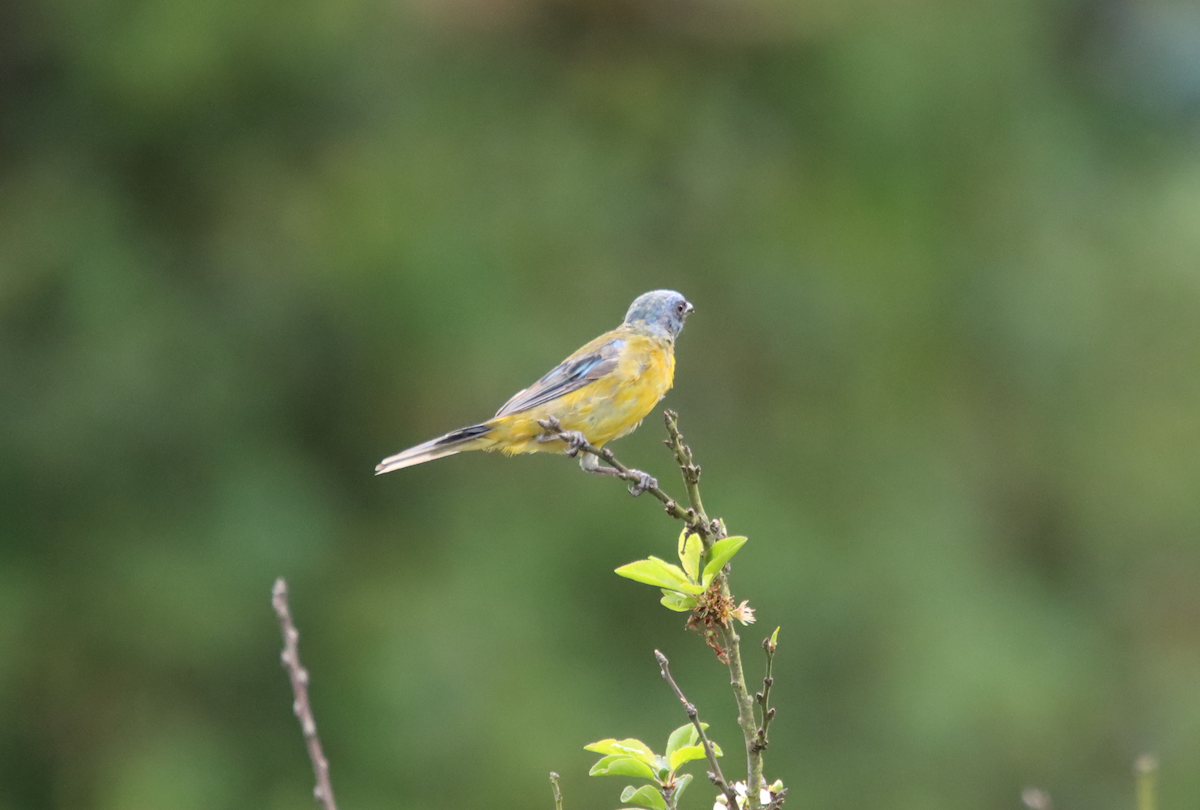 Blue-and-yellow Tanager - ML617551726
