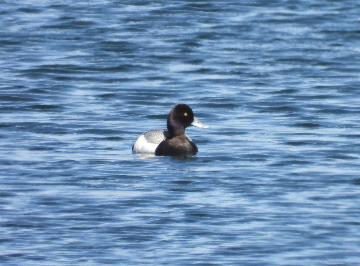 Greater/Lesser Scaup - ML617551797