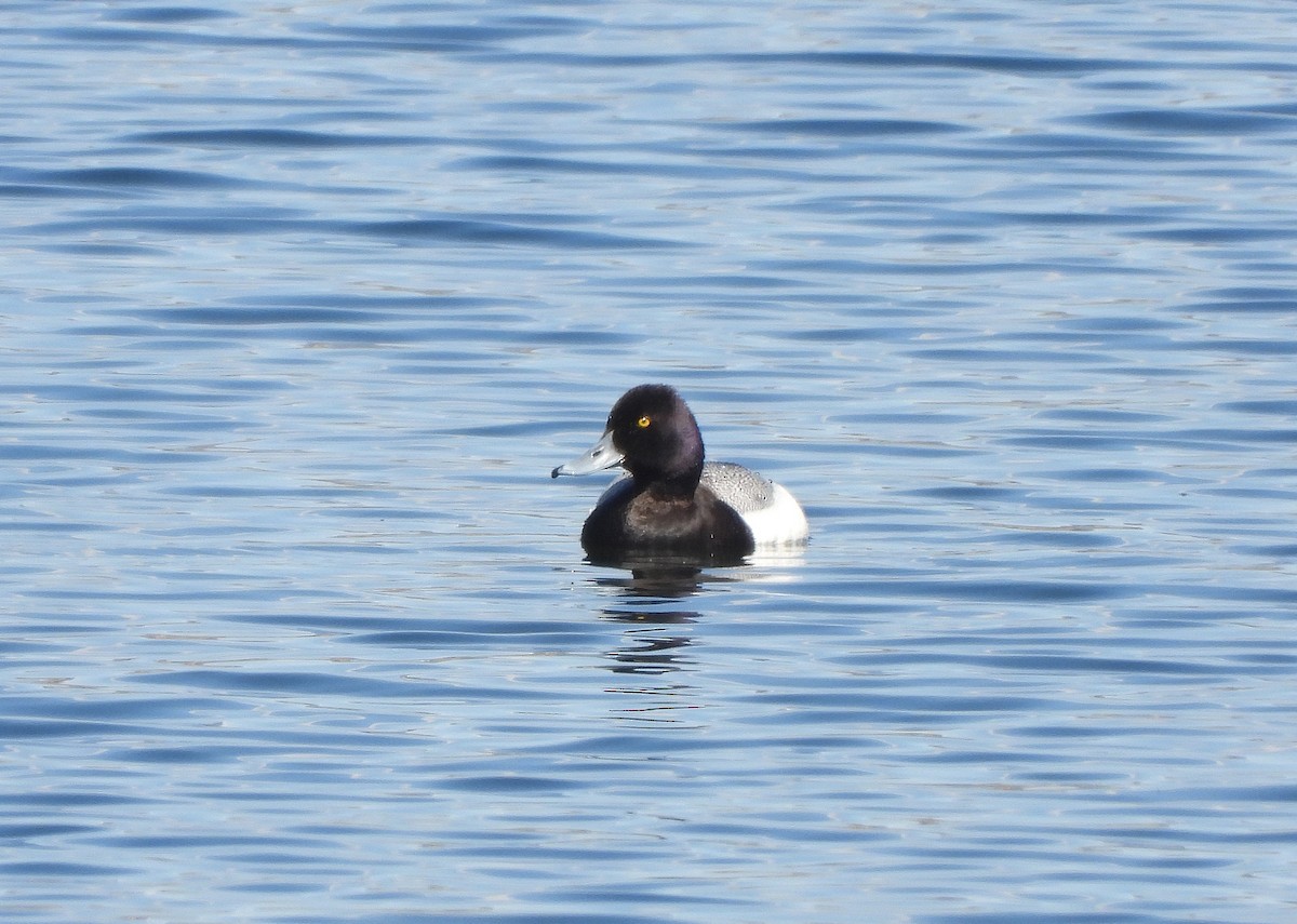 Greater/Lesser Scaup - ML617551802