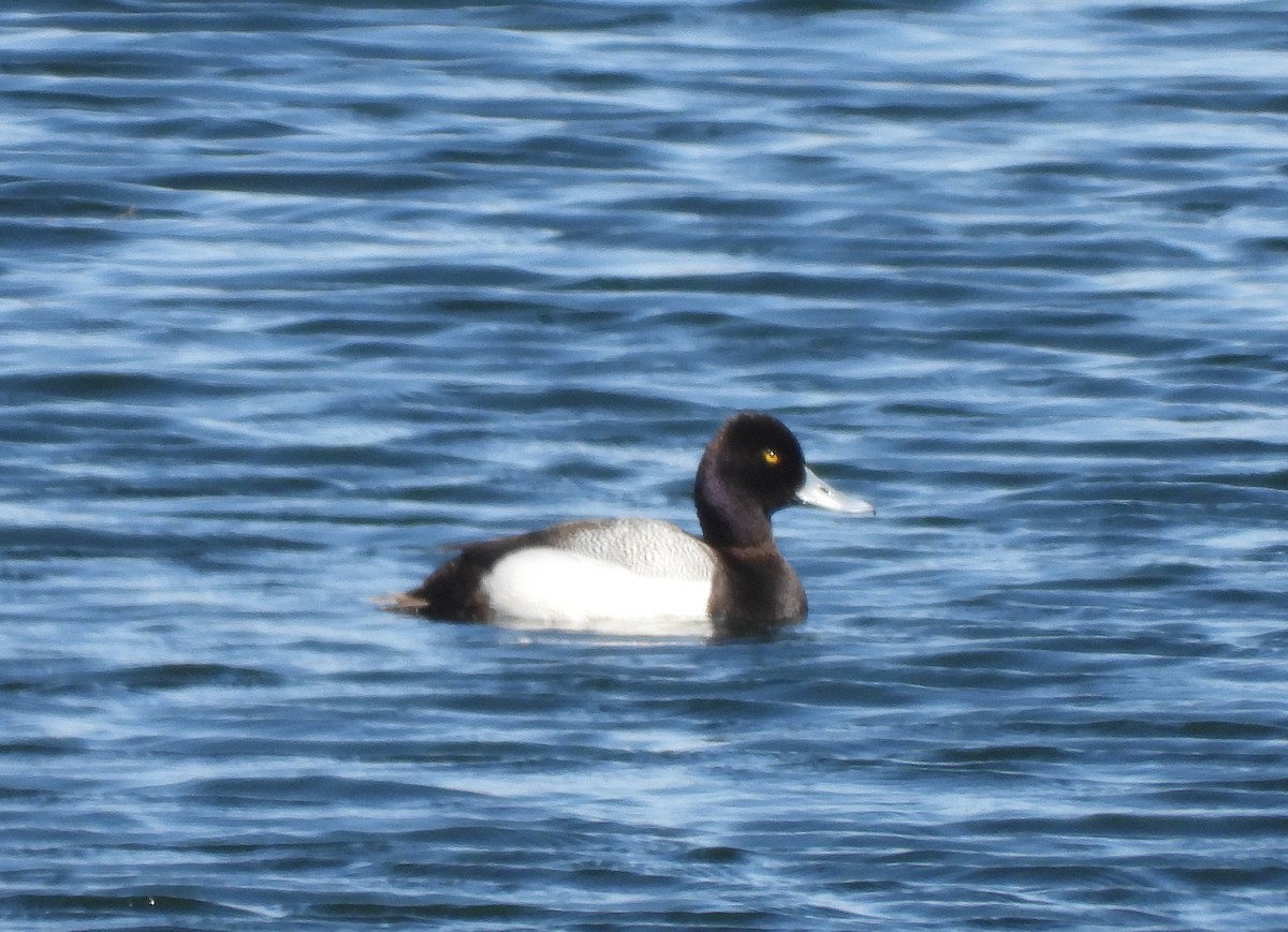 Greater/Lesser Scaup - ML617551803