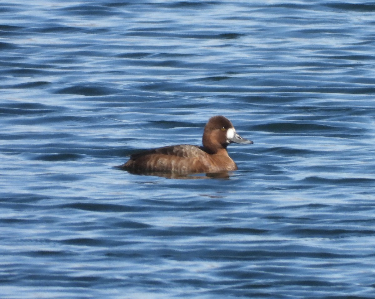 Greater/Lesser Scaup - ML617551806