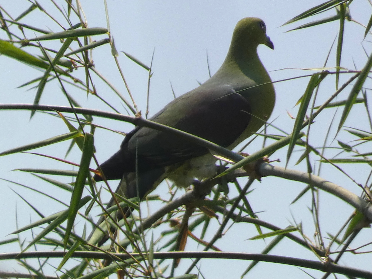 White-bellied Green-Pigeon - Carolyn Sanders
