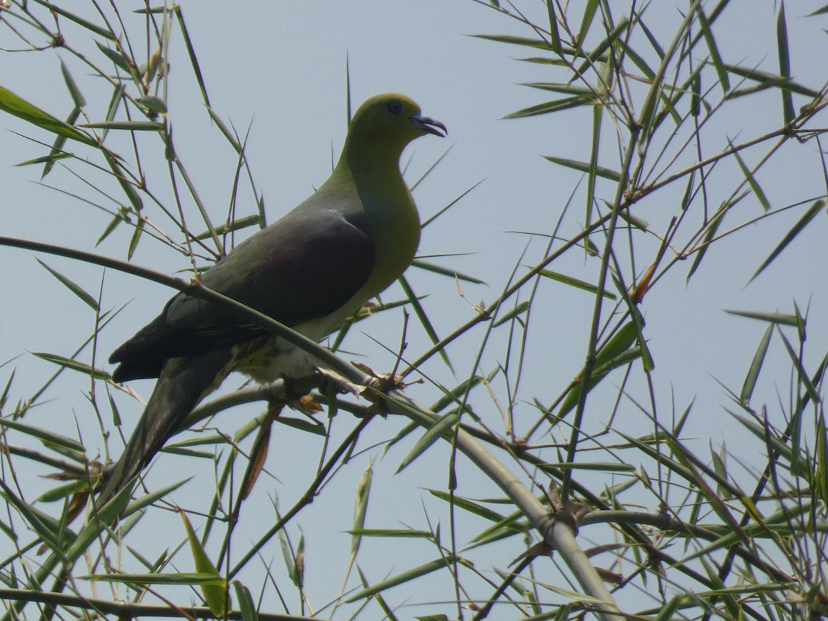 White-bellied Green-Pigeon - ML617551864