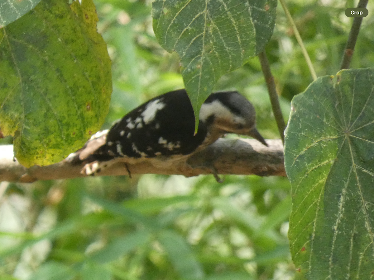 Gray-capped Pygmy Woodpecker - Carolyn Sanders