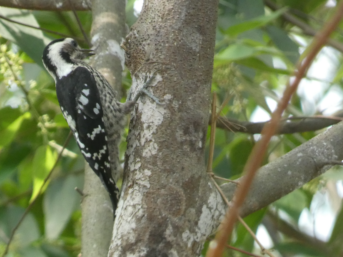 Gray-capped Pygmy Woodpecker - ML617551921