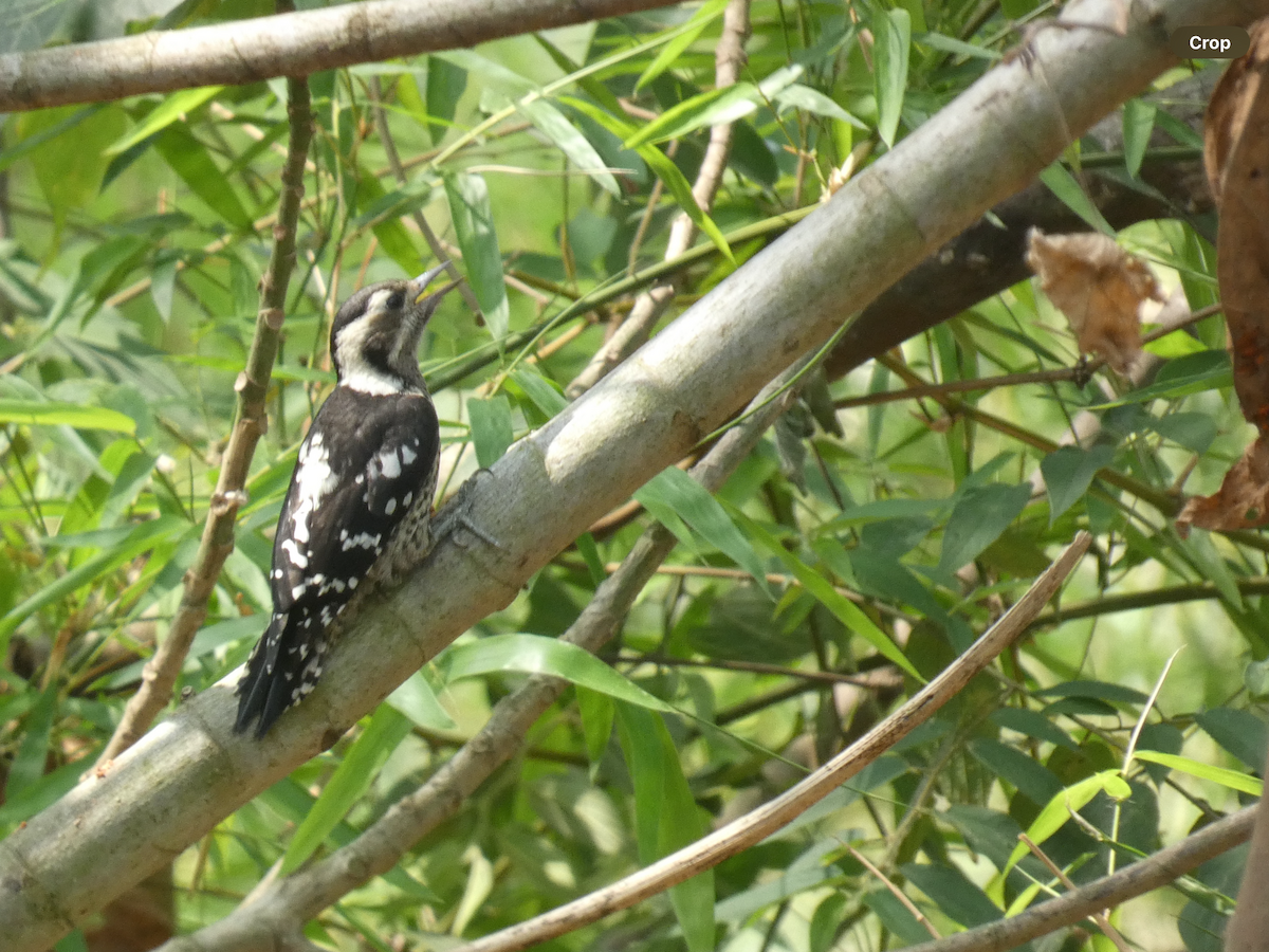 Gray-capped Pygmy Woodpecker - ML617551922