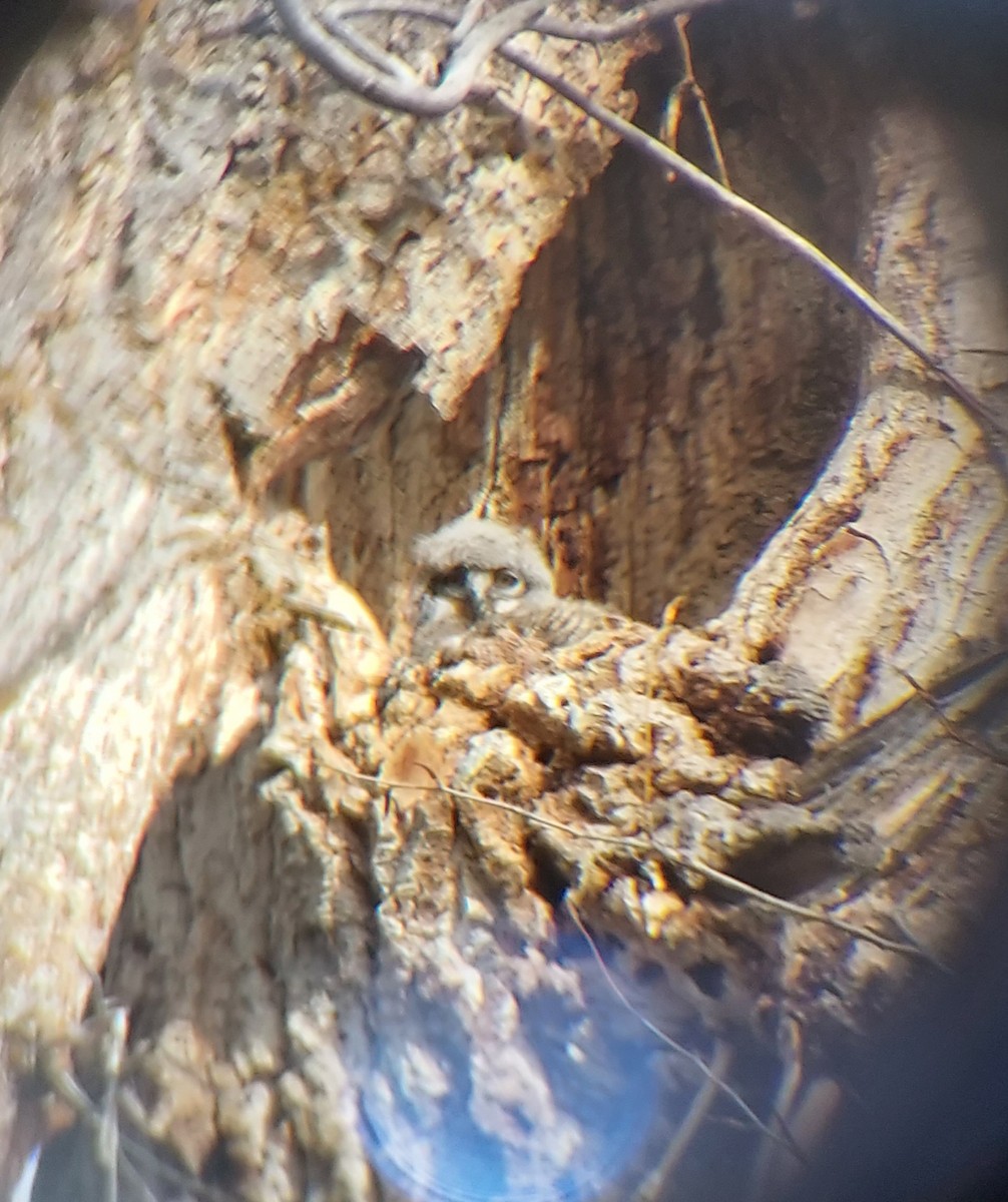 Great Horned Owl - ML617551981