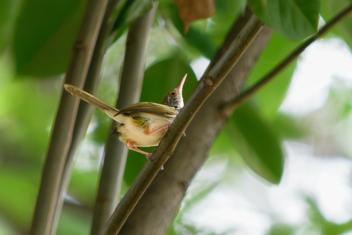 Common Tailorbird - Suwat Chubanjong