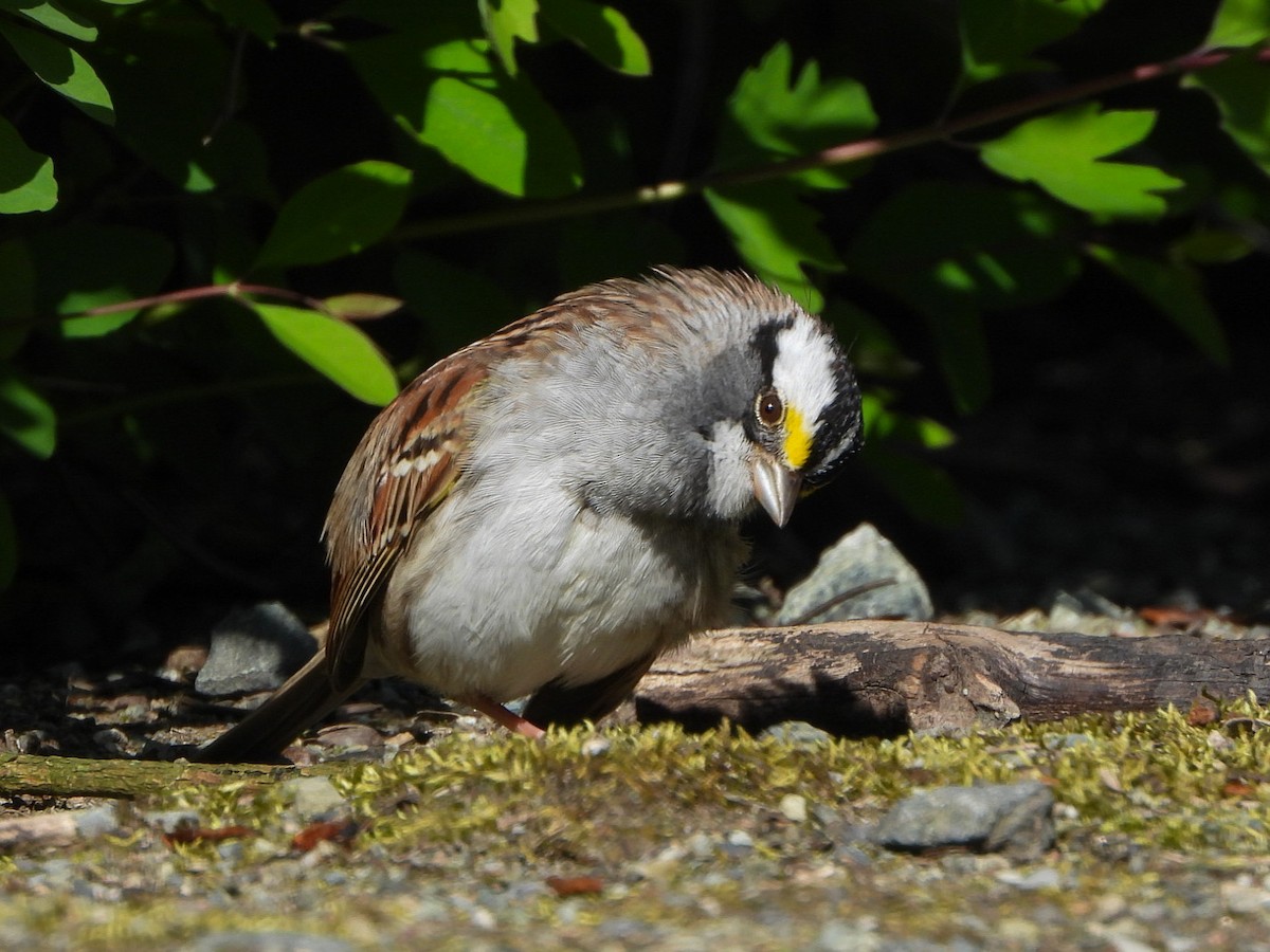 White-throated Sparrow - ML617552077
