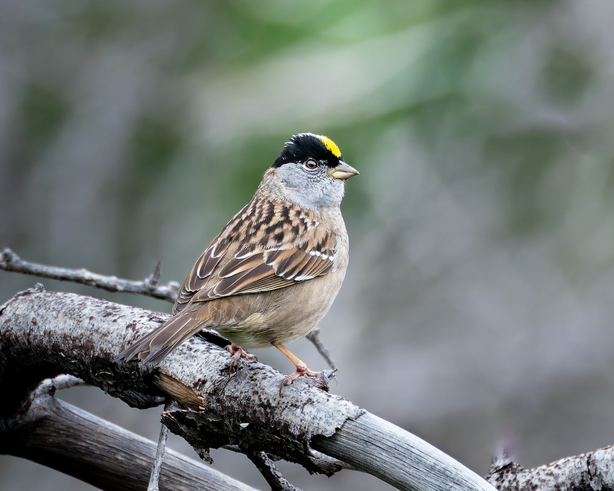 Golden-crowned Sparrow - Mark Sawyer