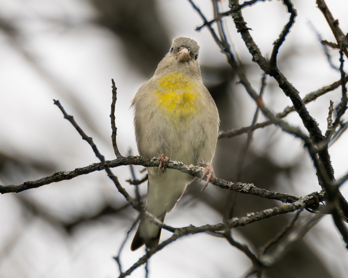 Lawrence's Goldfinch - ML617552141