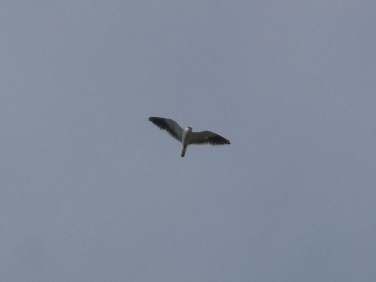 Black-winged Kite - ML617552161