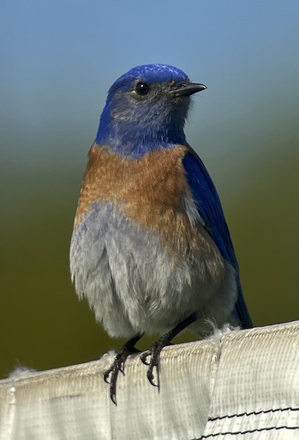 Western Bluebird - Jeri Langham