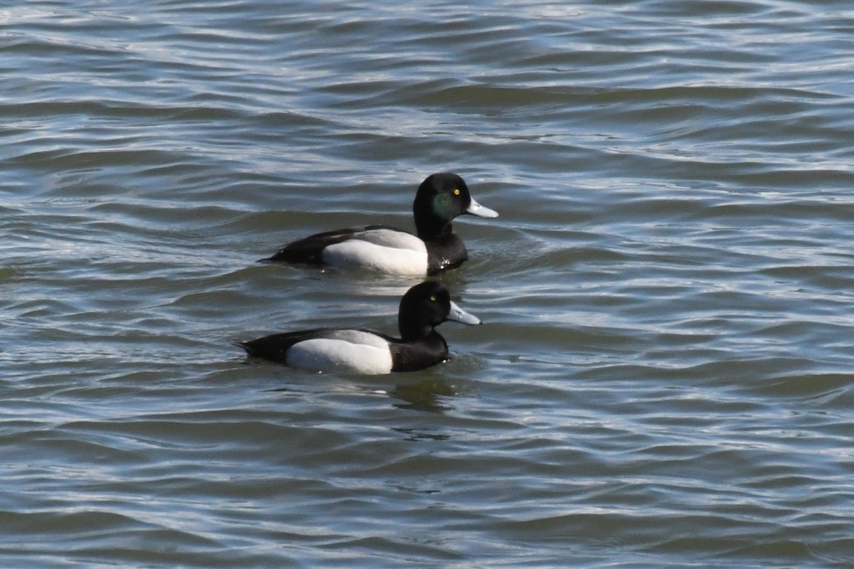 Greater Scaup - ML617552219