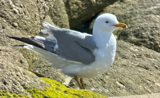 California Gull - Jeri Langham