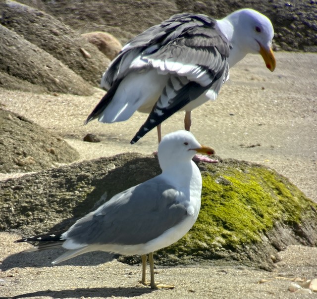 California Gull - Jeri Langham